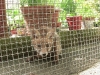 Fox cub in live trap