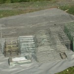 Selection of live traps