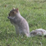 A Grey Squirrel